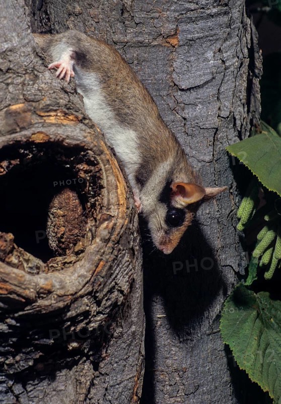 Eliomys Quercinus, garden sleepers, rodents, rodentia, bilche, dormice, dormouse, high size, portrait format, mammals, rodents, sleepers, mammals