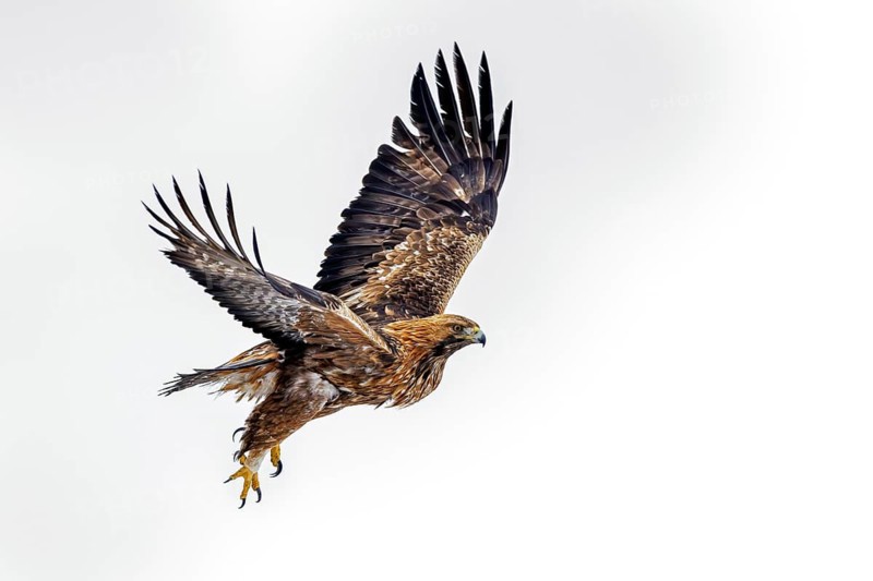 European golden eagle (Aquila chrysaetos chrysaetos) adult in flight against white background in winter