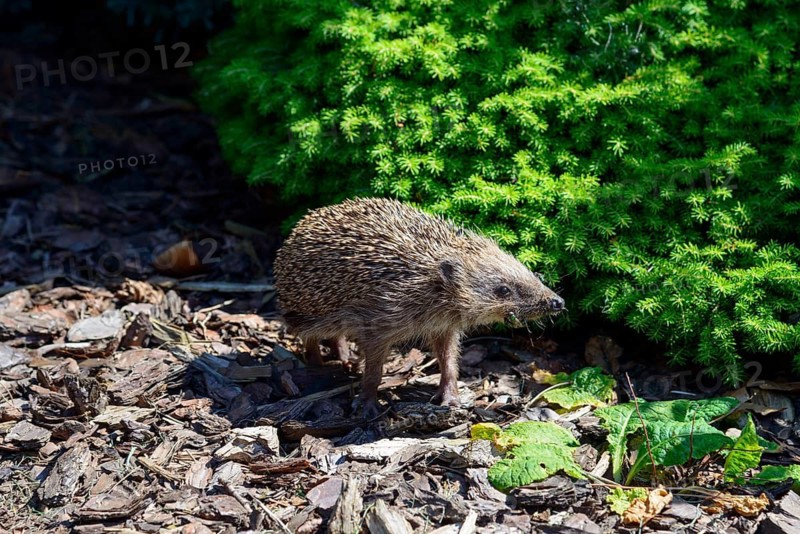 Hedgehog walks across an area surrounded by shrubs in sunlight, Ilsede, Lower Saxony, Germany