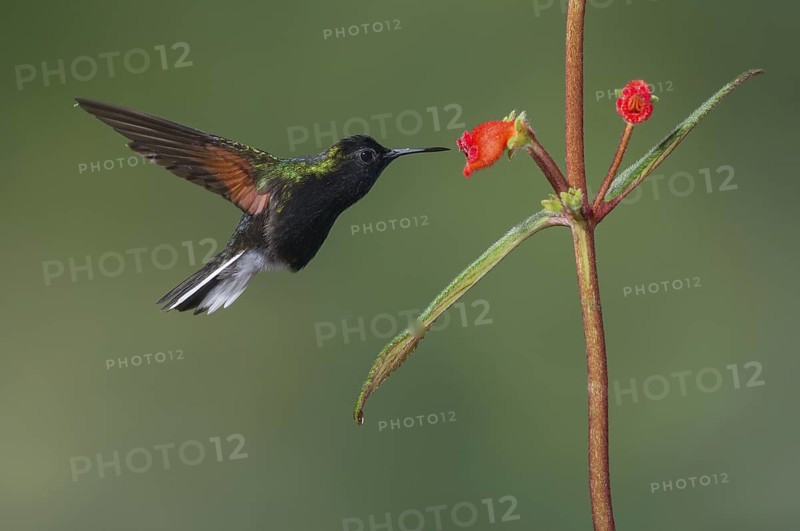 Black-bellied Hummingbird (Eupherusa nigriventris), Costa Rica