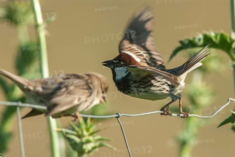Passer hispaniolensis, Spanish sparrow, willow sparrow, courtship, birds, extremadura, female, male, male, passeri, songbirds, Spain, sparrows, birds, female