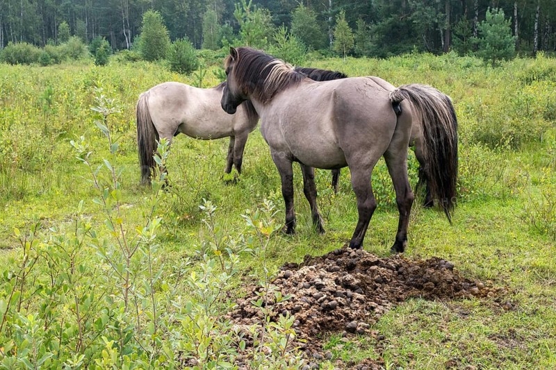 Equus Caballus sspec., horse, konic, odd-toed ungulates, perissodactyla, horse toilet, grazing, domesticated animals, fertiliser, extensive grazing, pet, horses, compost, landscape management, landscape preservation, mammals, manure, horses, horse droppings, horse apples, pony, mammals, ungulates