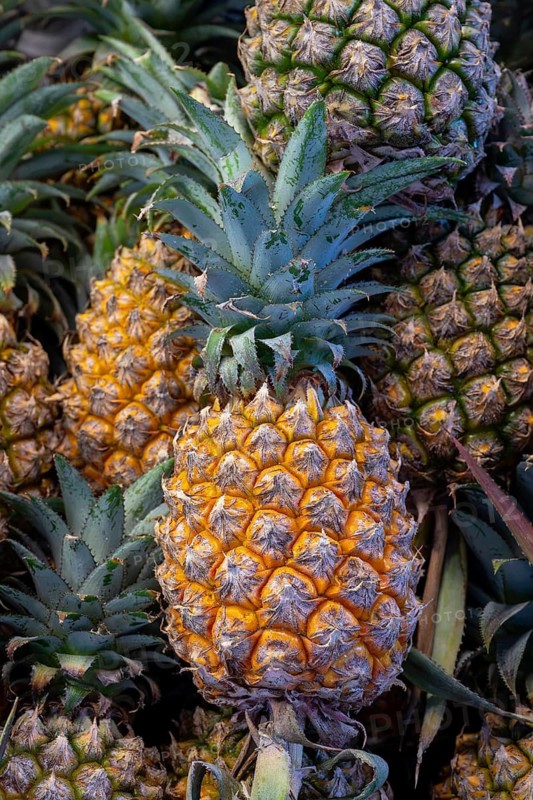Pineapple sales rack, Pattaya, Thailand