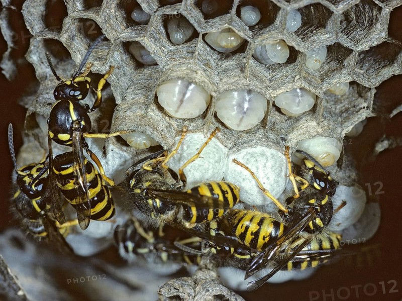Dolichovespula saxonica, hymenoptera, Saxon wasp, Saxon wasp, vespidae, wrinkled wasps, insects, wasps