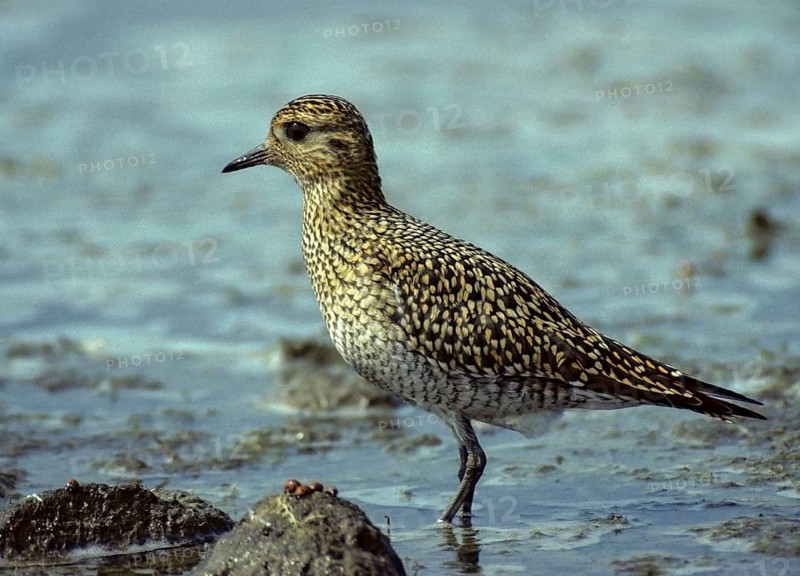 Black-bellied plover, grey plover, lappialis squatarola, birds, charadriiformes, adolescent dress, young animal, juvenile, limikolen, plower, plover, birds, waders, waders