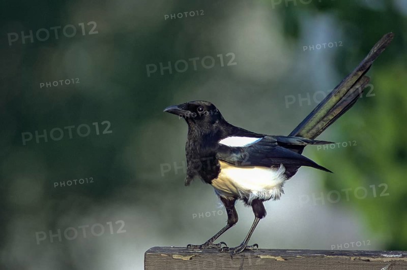 Magpie, pica pica, birds, corvidae family of birds, garden, leo, passeri, corvids, songbirds, birds