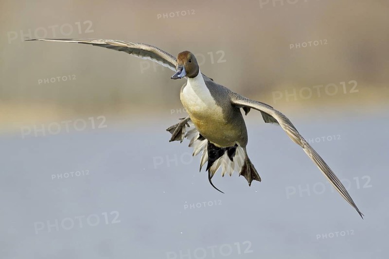 Northern Pintail (Anas acuta) male flying, British Columbia, Canada