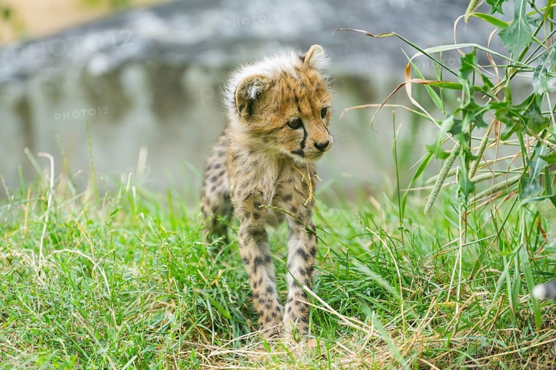 Cheetah (Acinonyx jubatus) youngster walking on a meadow, captive, occurrence Africa