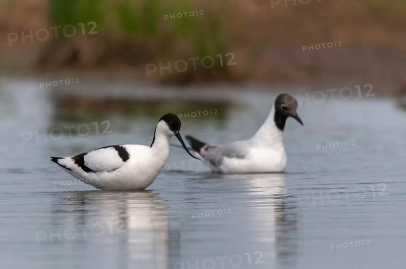 Avocet, black-headed gull, chroicocephalus ridibundus, black-headed gull, larus ridibundus, recurvirostra avosetta, saber beaks, birds, charadriiformes, gulls, limicols, seagulls, birds, waders, waterbirds, waterbirds, waders