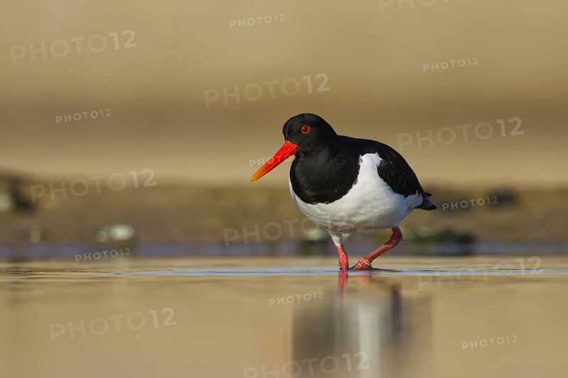 Eurasian Oystercatcher (Haematopus ostralegus) foraging, North Rhine-Westphalia, Germany