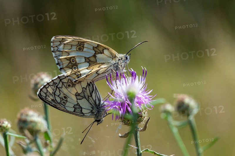 Board game, women's board, marbled white, melanargia galathea, checkerboard, butterfly, insects, butterfly, butterflies, butterflies, butterflies