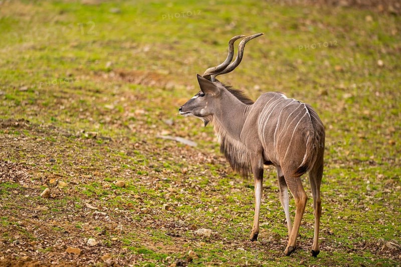 Ggreater Kudu (Tragelaphus strepsiceros) standing on the ground, Bavaria, Germany
