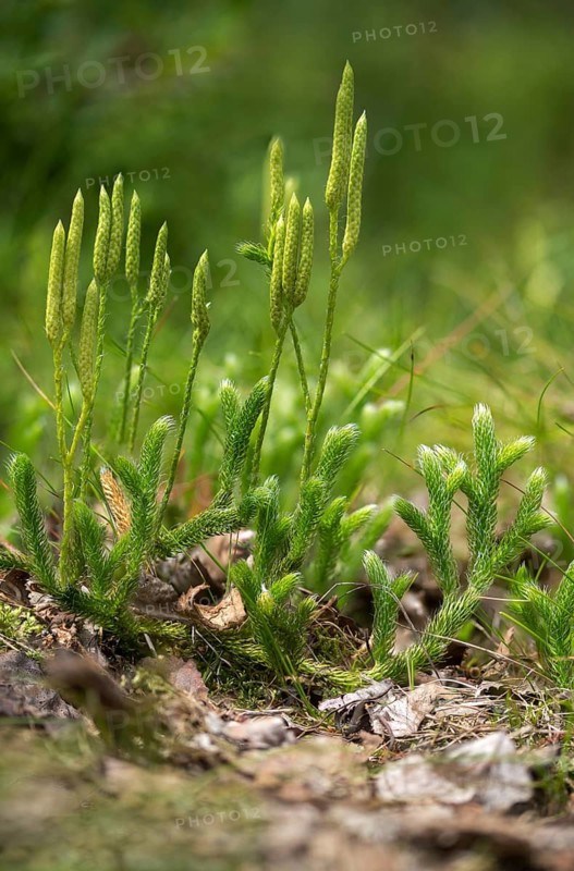 Bear lobes, vascular plants, clubbear lobe, Lycopodiaceae, Lycopodium clavatum, tracheophyta, wolf claw, bear lop, flora, ground pine, high size, portrait format, plants, running clubmoss, stag's-horn clubmoss, stag's-horn clubmoss