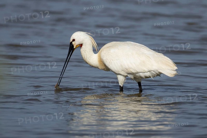 Eurasian spoonbill (Platalea leucorodia) adult bird feeding in a shallow lagoon, RSPB Minsmere nature reserve, Suffolk, England, United Kingdom