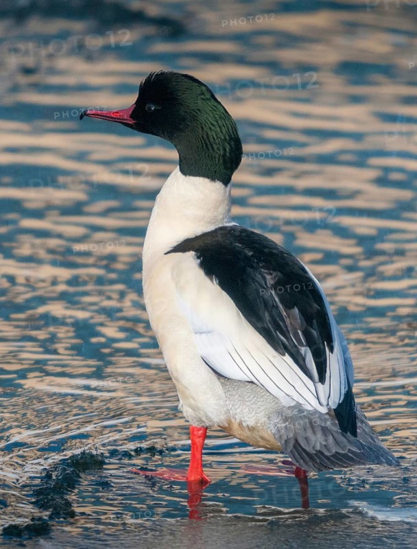 Goosander, goose säger, mergus merganser, anatidae, birds, duckbirds, high size, portrait format, male, sawyer, birds, waterbirds
