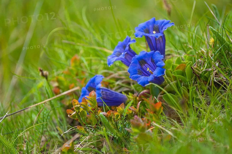 Gentian (Gentiana) San Candido, Bolzano, Italy
