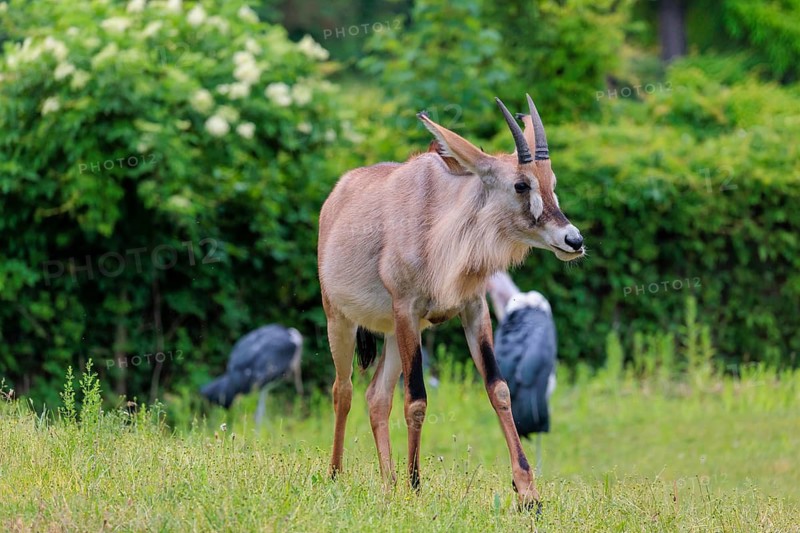 A female roan antelope (Hippotragus equinus) and some marabou storks (Leptoptilos crumenifer) stand in a green meadow. South Africa