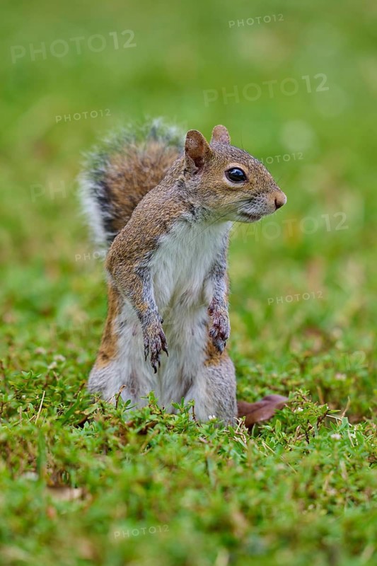 Grey Squirrel (Sciurus carolinensis), on meadow, springtime, Florida, USA