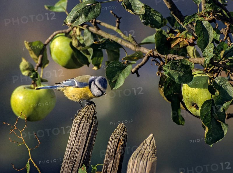 Blue tit, parus caeruleus, birds, garden, garden fence, garden fence, leo, tit, passeri, songbirds, summer, songbirds, summer, tits, birds