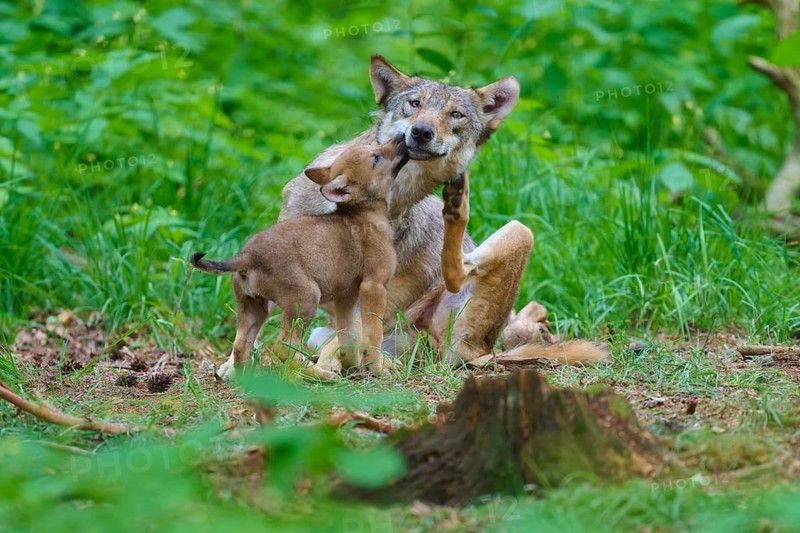 A wolf and her cub show affection in the heart of the forest, summer, wolf (Canis lupus), Germany