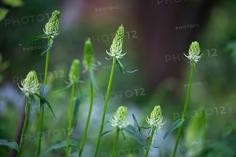 Campanulaceae, bellflower family, phyteuma spicatum, devil's claw, white devil's claw, flora, plants, spiked rampion, spiked rapunzel, spiked devil's claw