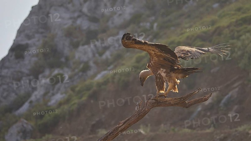 A vulture perches on a branch with its wings outstretched in a mountainous setting, a griffon vulture (Gyps fulvus), vulture, Vulture Hide, vulture observation post, Mount Koules, Fratri, Agios Vasilios, Rethymno Province, Crete, Greek Islands, Greece