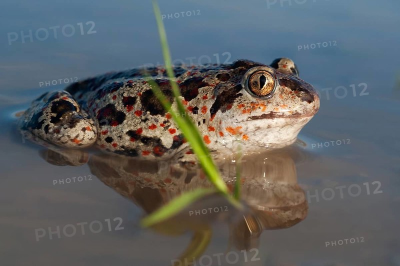 Common spadefoot, garlic toad, pelobates fuscus, amphibians, amphibians, amphibians, amphibians, toads