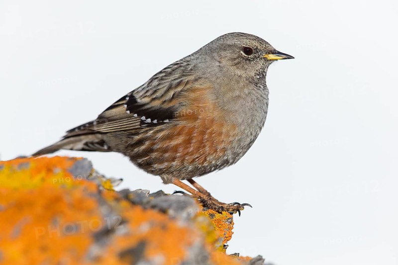 Alpenbraunelle, Alpine Accentor, Prunella collaris, Accenteur alpin, Acentor Alpino