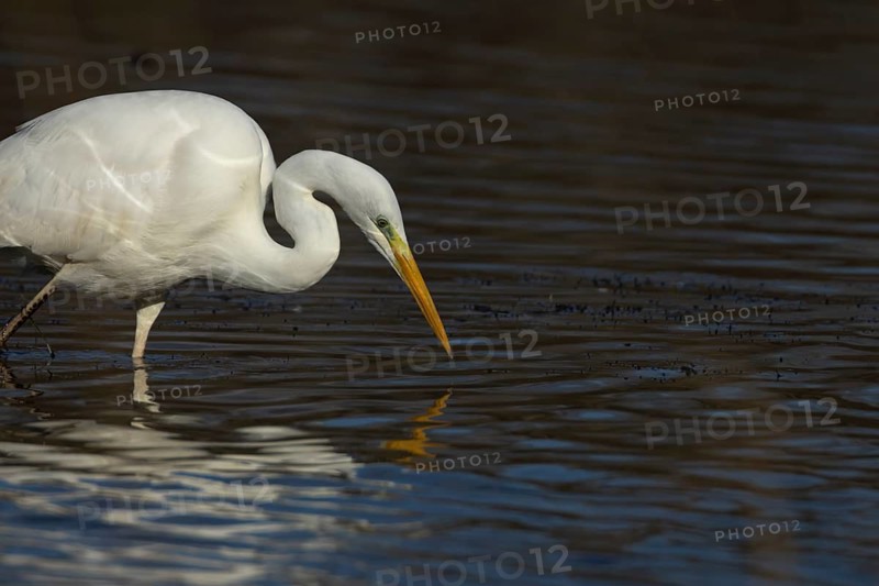 Great white egret (Ardea alba) adult bird searching for food in a water lagoon, England, United Kingdom