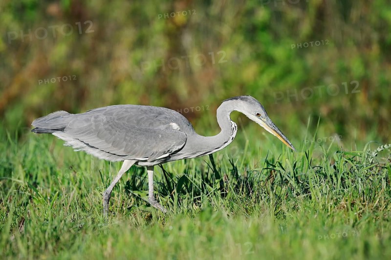 Grey heron (Ardea cinerea) foraging in a meadow, North Rhine-Westphalia, Germany