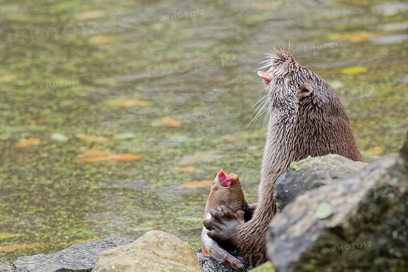 European otter (Lutra lutra) sitting on riverbank and holding a fish while feeding, close-up wildlife scene with wet fur, natural freshwater habitat, detailed portrait of predator behavior, calm water surface in background, high detail nature photography, Poland