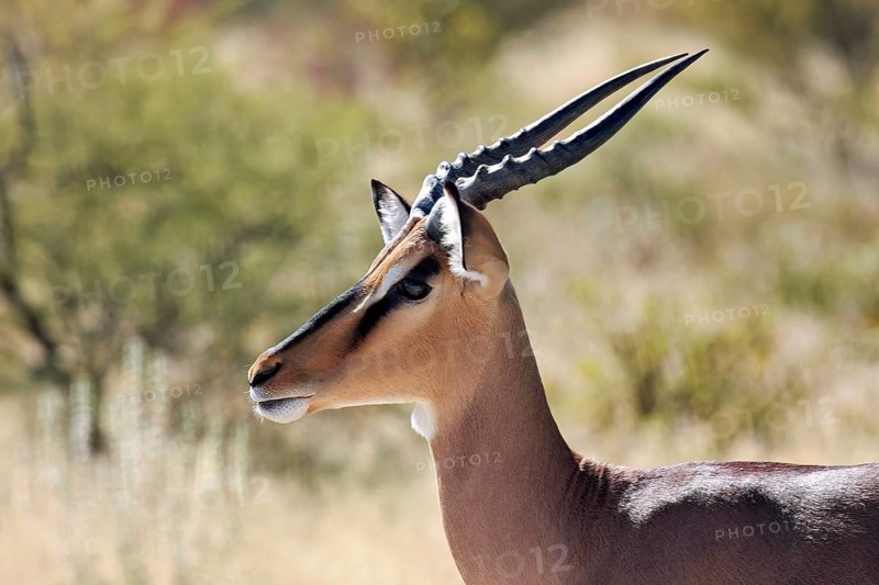 Profile of an antelope in the savannah with elegantly curved horns, surrounded by natural vegetation, black-nosed impala in Etosha Park in Namibia (Aepyceros Petersi)