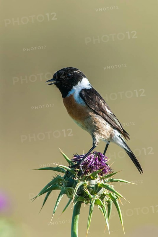 Saxicola Torquata, Blackthroats, Stonechat, Birds, Extremadura, High Size, Portrait, Male, Passeri, Songbirds, Spain, Birds