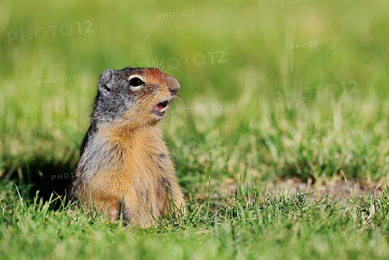 A Columbia ground squirrel (Urocitellus columbianus, Spermophilus columbianus) peeks out of its burrow, calling, Waterton Lakes National Park, Alberta, Canada