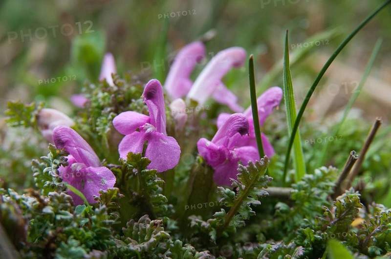 Brownwort, lice herb, pedicularis sylvatica, scrophulariaceae, woodlice herb, common lousewort, flora, plants, plants