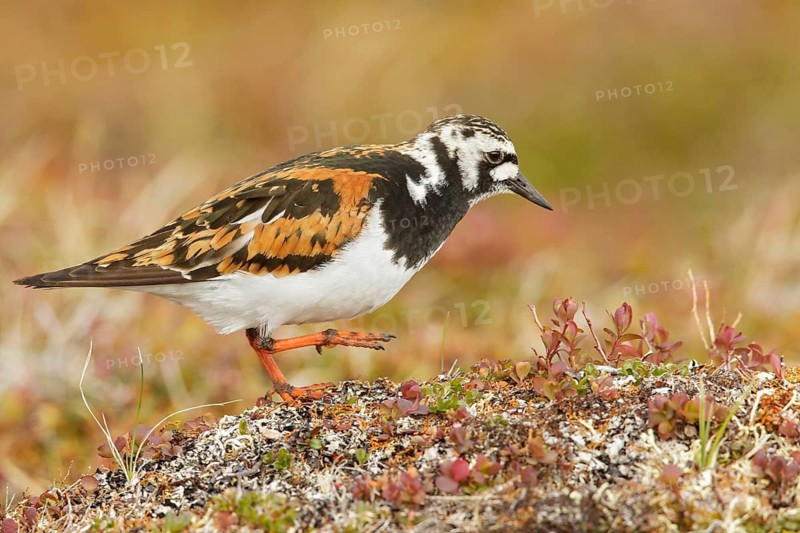 Ruddy Turnstone (Arenaria interpres) perched on the tundra in Nome, Alaska
