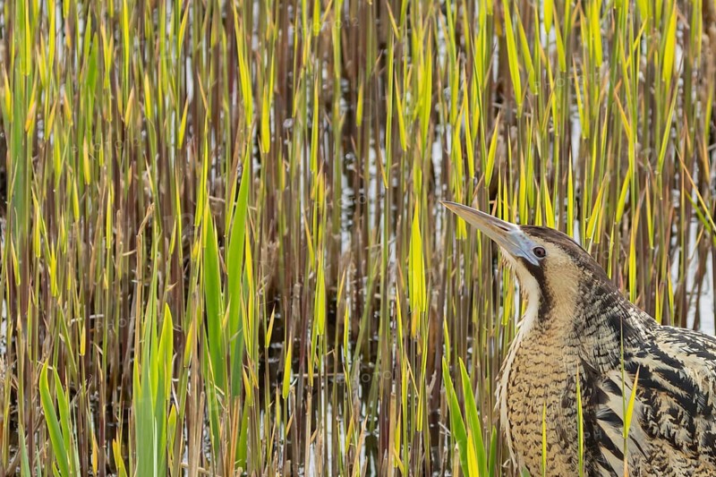 Great or Eurasian bittern (Botaurus stellaris) adult bird in a reedbed in spring, RSPB Minsmere nature reserve, Suffolk, England, United Kingdom