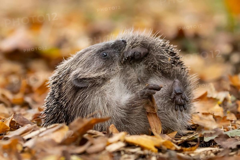 European hedgehog (Erinaceus europaeus) adult animal on autumn colour leaves, England, United Kingdom