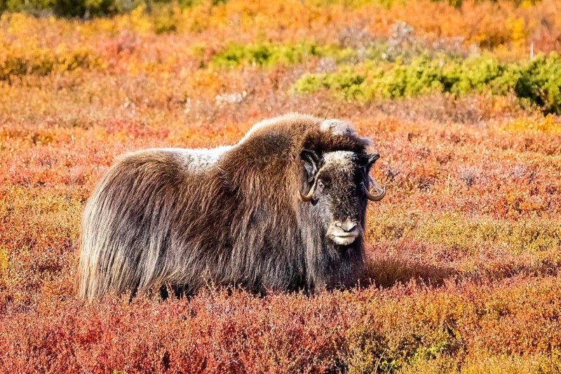 Animals, mammals, musk, musk ox, Dovrefjell, Sunndalsfjella, national park, musk ox, sheep ox, (Ovibos moschatus), seasons, autumn