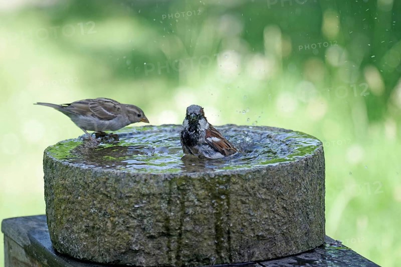 House Sparrow (Passer domesticus), male, female, bird bath, heat, the sparrow takes a bath to cool off