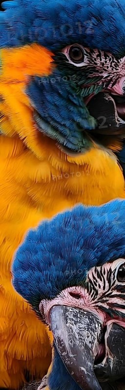 A close-up of two colourful parrots (Ara glaucogularis) with bright yellow and blue feathers