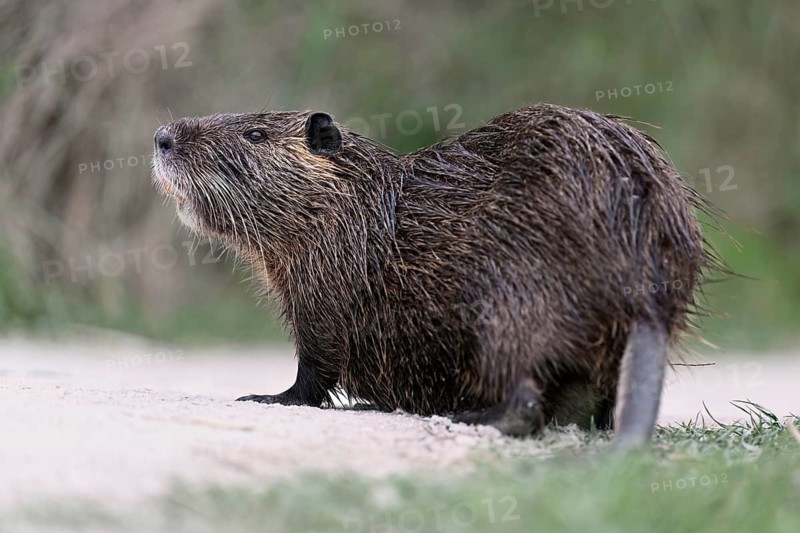 Nutria (Myocastor coypus), standing in the path, Camargue, southern France, France