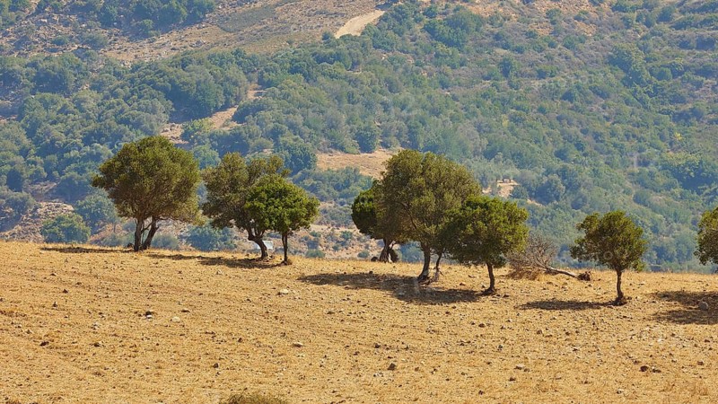 Small row of trees on a dry field against a backdrop of hills, Amari Basin, Amari, Central Crete, Greek Islands, Greece