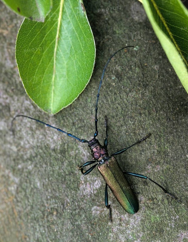 Aromia Moschata, Musk Beetle, Beetle, Longhorn Beetle, Coleoptera, High Size, Portrait, Insects, Beetles, Leo