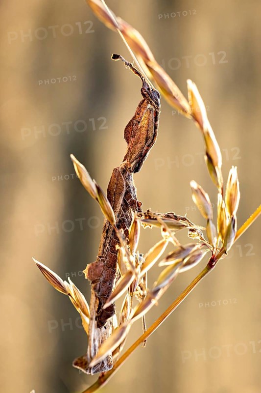 A leaf-like structure on a tall, dry stalk, a ghost mantis in a meadow near Windhoek in Namibia (Phyllocrania paradoxa)