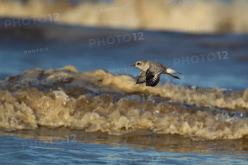 Grey plover (Pluvialis squatarola) adult wading bird in winter plumage flying over the waves of the sea, Norfolk, England, United Kingdom