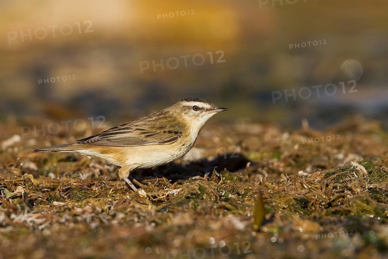 Sedge Warbler - Schilfrohrsänger - Acrocephalus schoenobaenus, Morocco