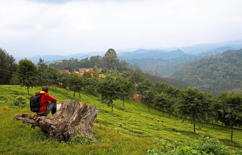 Rwandan man looking at a tea plantation, Rusizi province, Rwanda