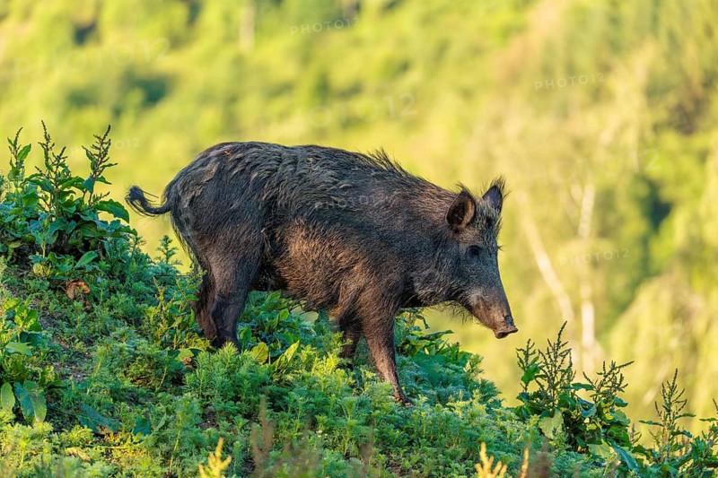 A female wild boar (Sus scrofa) is out foraging in a green clearing on a sunny morning. Bavaria, Germany