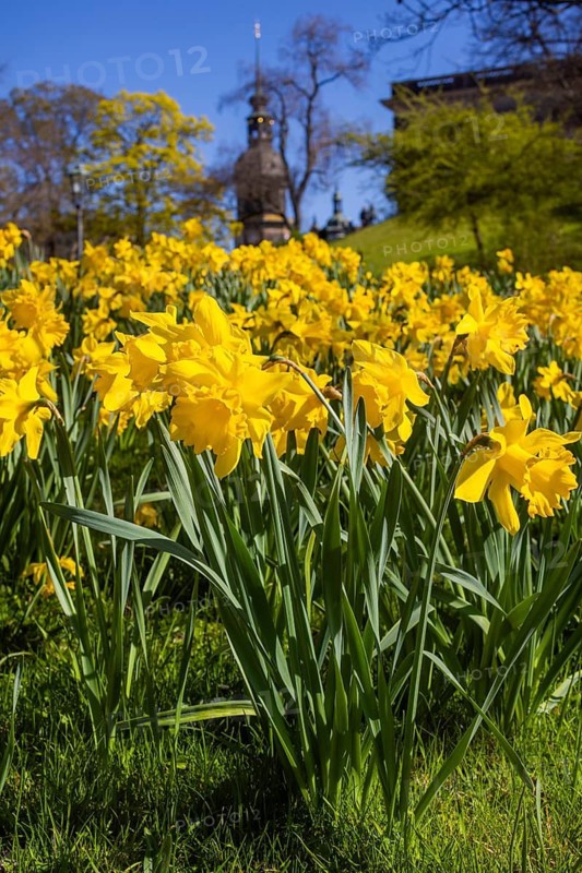 Dresden Zwinger, daffodils on the old fortress wall, Dresden, Saxony, Germany